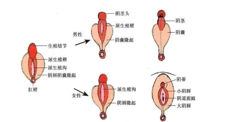 女性外生殖器发育异常_检查_处女膜_阴道