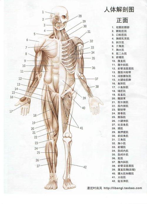 人体结构图011