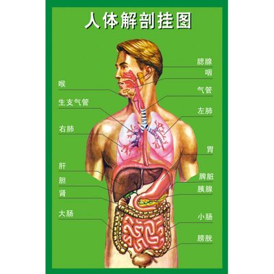 人体器官内脏解剖系统示意图医学宣传挂图人体心脏结构图医院海报
