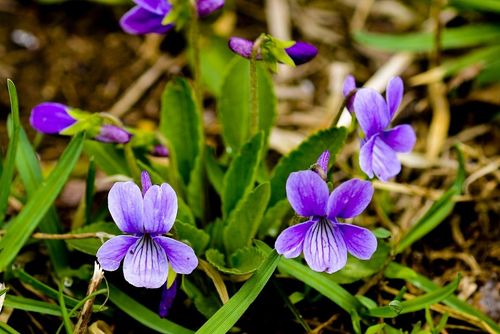 紫花地丁。