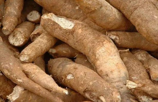 为什么吃木薯会中毒?