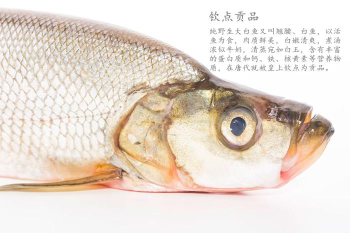 庐山西海纯野生大白鱼 (鱼中段)约600g