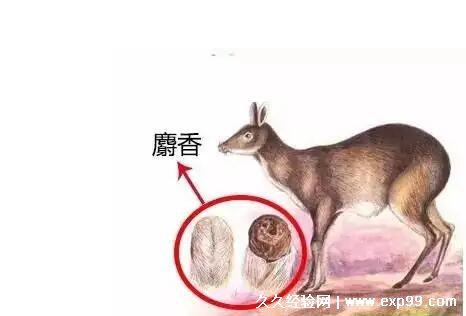 麝香是什么动物身上的哪个部位,雄鹿囊腺中分泌物(堪比黄金)