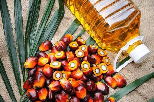 最新发现棕榈油能促进癌症转移肿瘤病人千万别吃