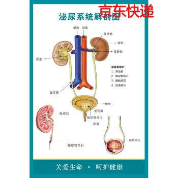 可定制医院人体泌尿系统结构示意图海报男女生殖结石挂图泌尿系统解剖