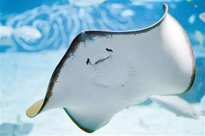和鲨鱼一样,它属于软骨鱼科,腹部有两个眼睛一样的排沙孔,外表像个