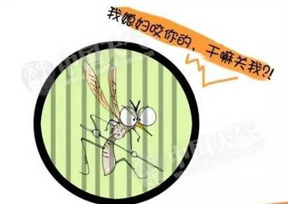 世界……蚊子日 | 你为什么招蚊子?跟血型有关吗