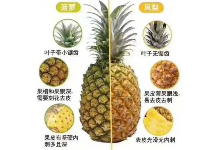 菠萝和凤梨到底有什么区别?