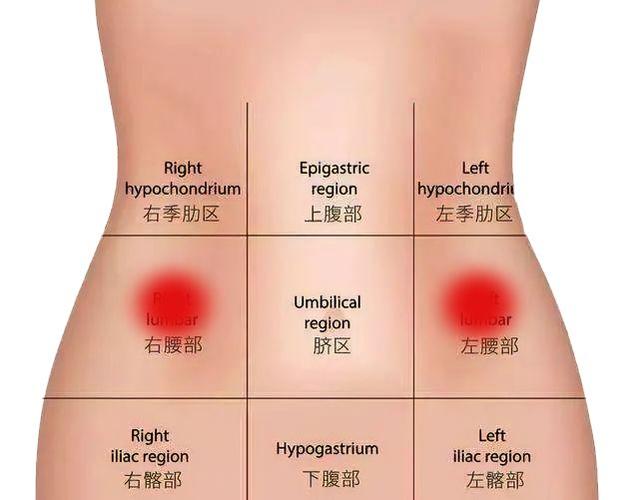 一张腹部地图带你看懂肚子疼究竟是哪里疼腹部超级重要