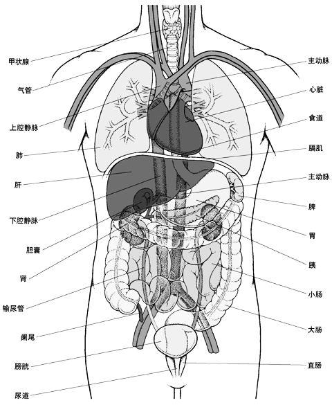 2. 人体内脏分布概观简图