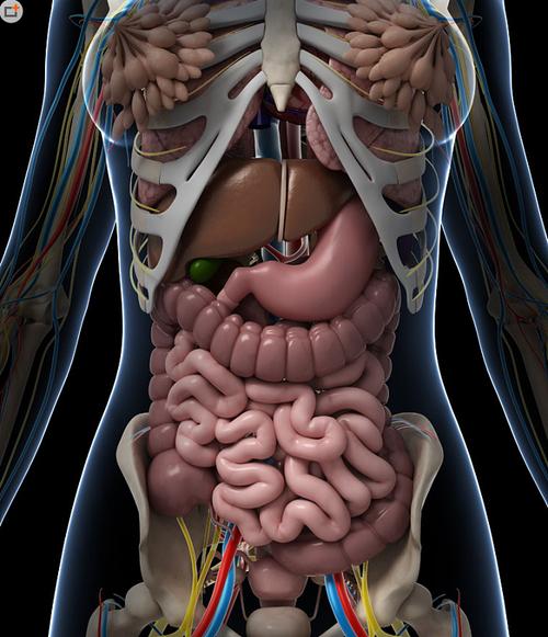 内脏器官模型图片素材(图片id:418900)_-人体器官图-人物图片-图片