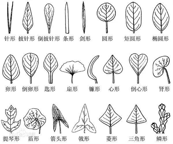 树叶的形状有多少种呢