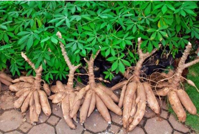 木薯图片植物木薯的功效与作用及毒性