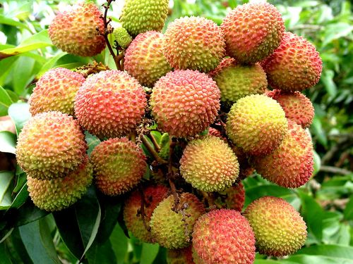 【引用】难得一见:热带水果果树图片 — 果好吃,树难见啊!