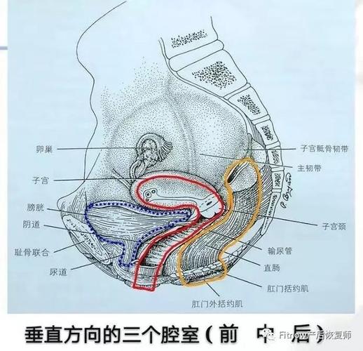 膀胱,尿道及阴道前壁; 中盆腔:子宫,阴道; 后盆腔:阴道盆底的结构组成