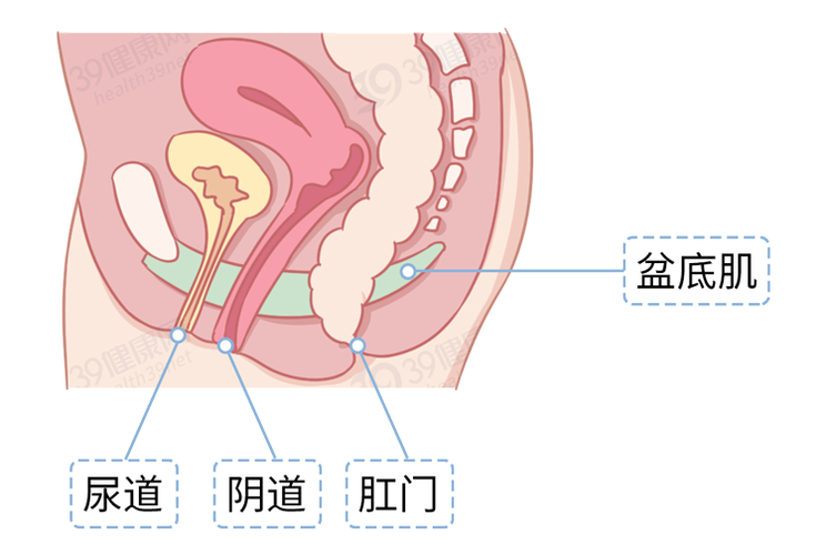 尿道,阴道,肛门女生的生理结构有三个通道上过生物课的朋友们都