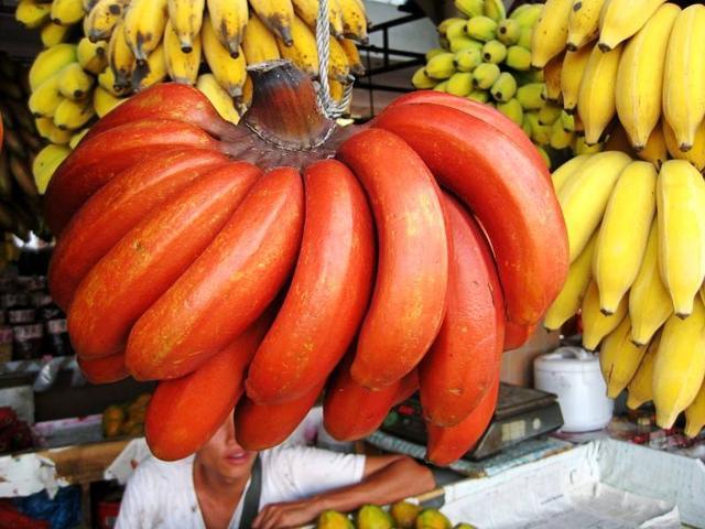 面包果实属热带水果,其营养价值非常高,是所有果实中维生素最多的一种