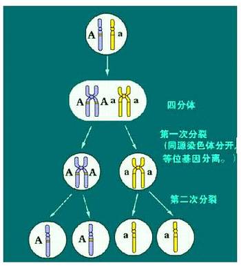 其要点是:决定生物体遗传性状的一对等位基因在配子形成时彼此分开