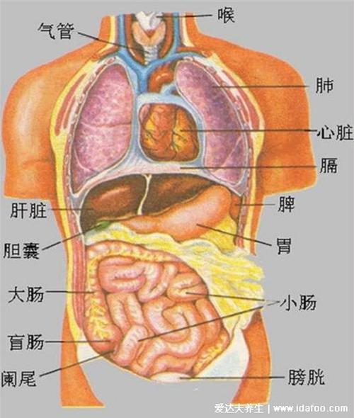 看图可以发现人体的内脏分布,从上到下依次主要包括:甲状腺,气管,上主