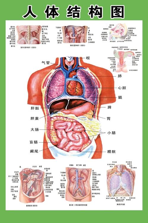 内脏,身体器官,内脏0036 血管 分布图 人体内脏结构