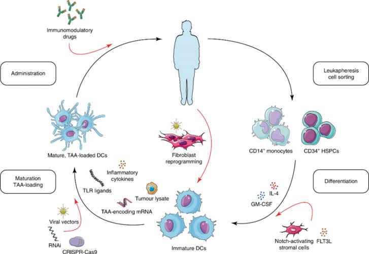 细胞免疫疗法肿瘤细胞免疫治疗的新方向carnk细胞疗法
