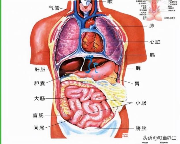 人体器官分五脏六腑器官分布图五脏六腑功能介绍