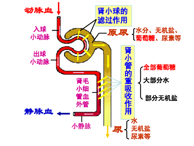 复习提问:1.泌尿系统的组成及各部分的作用?2.