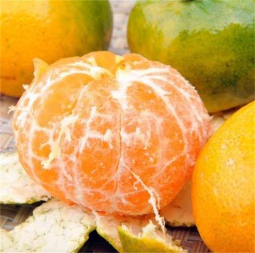 原创桔子与橘子是不是同一种水果许多人都吃错了你知道吗