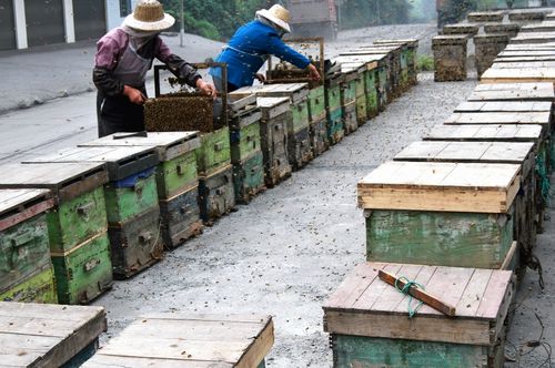 张大山养殖场 蜜蜂小黄蜂