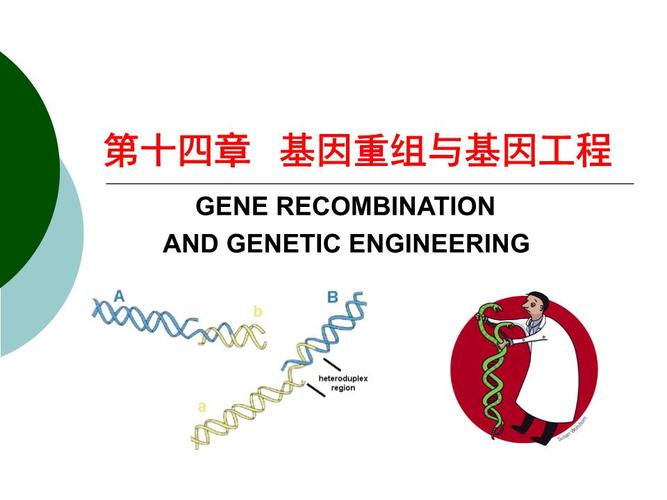 生化课件(口腔,医实,医检适用)13基因重组与基因工程.ppt