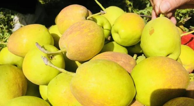 梨中珍品,享誉世界 | 新疆最有名水果之一,库尔勒香梨新鲜上市啦!