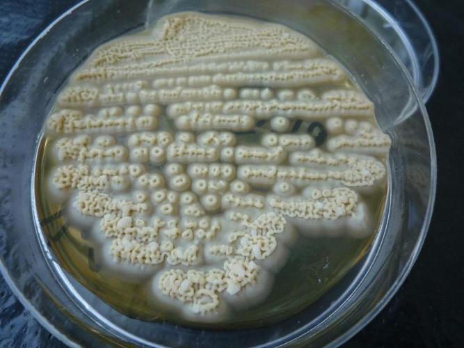 rugosa),是一种 半子囊无孢子,假丝状,单细胞,非致病的酵母菌