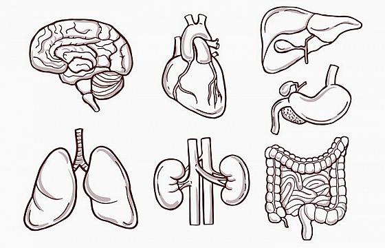 7种人体器官素描图心脏大脑肠胃等免抠矢量图片素材