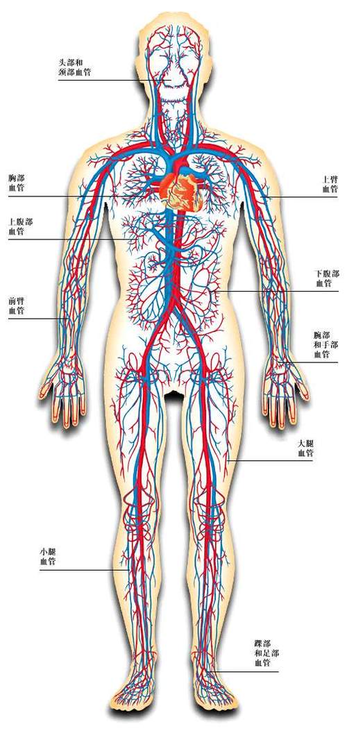 人体血液循环系统示意图