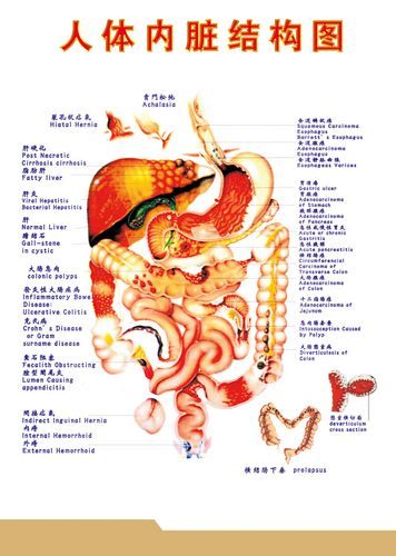 海报印制338人体海报展板46中医人体内脏结构图 非高清图