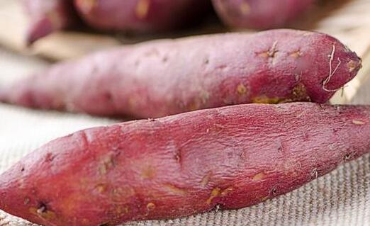 板栗红薯是转基因食品吗 板栗红薯的功效与作用