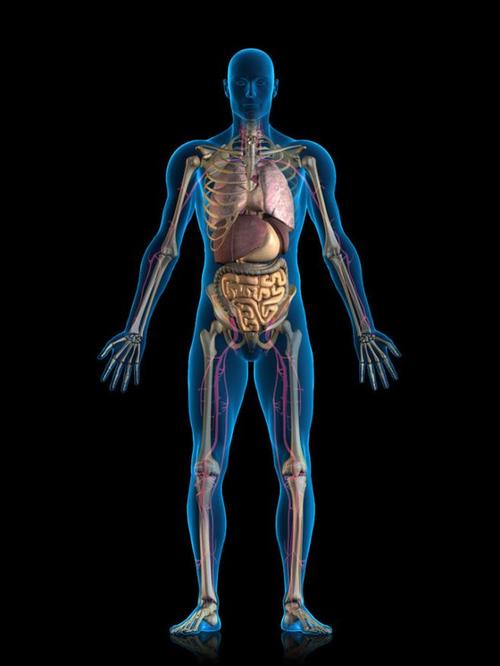 人体内脏结构超清晰剖视图