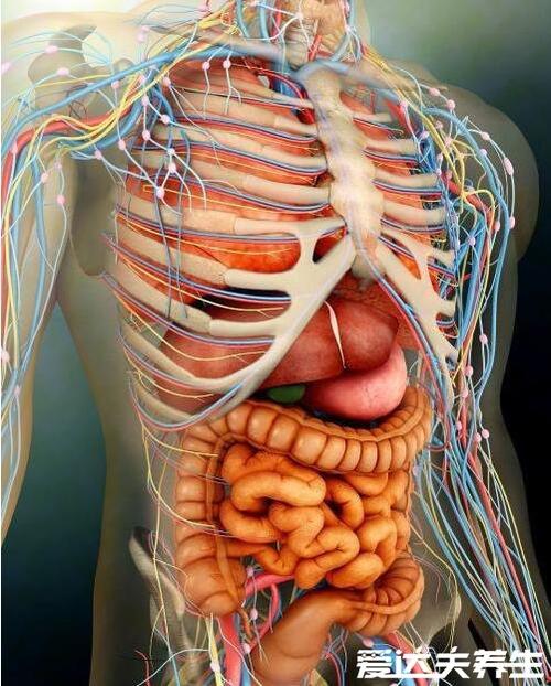 人体内脏器官位置分布图,五脏六腑的位置分布及功能介绍