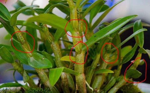 二,石斛兰褐腐病的防治方法一般危害石斛的叶或茎.