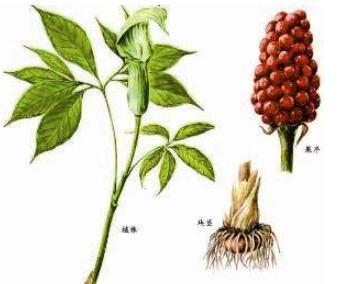 异叶天南星图片植物异叶天南星的功效与作用及毒性