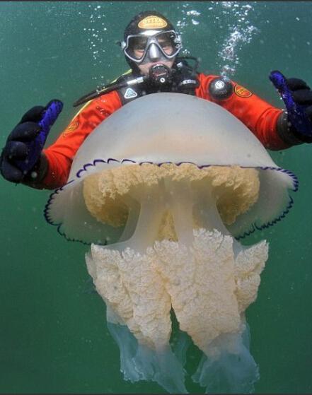 英海岸惊现身长2米重70斤巨型水母 摄影师称太兴奋 (2/6)