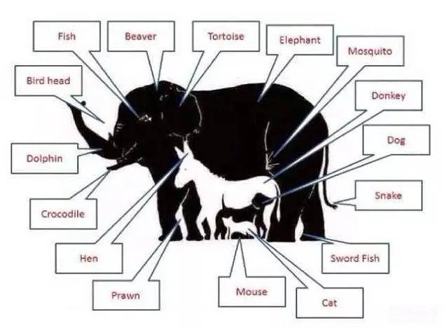 这张图内有16种动物,你能看出来几种?