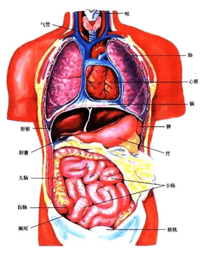 意图.人体内脏结构图(医学图谱)