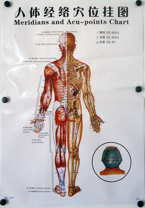 包邮正版三张清晰人体经络针灸挂图标准中医经络图家庭艾灸穴位图