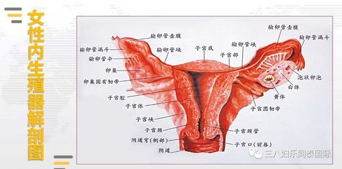 二内生殖器带你全面认知女性的生殖系统