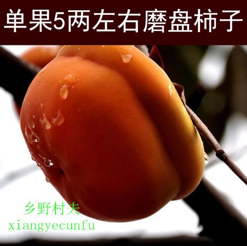 (今日9.4折)现货大柿子冻柿子北京磨盘柿盆柿5两左右方甜柿子5斤盆柿