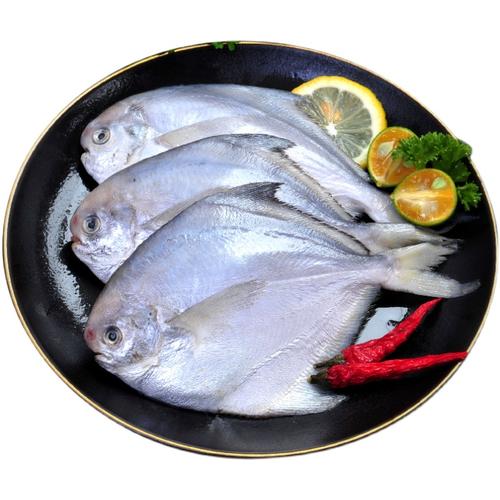 鲳鱼顺丰水产海鲜海产青岛白鲳鱼冷冻新鲜4斤鲳鱼