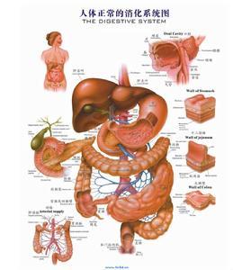 人体消化系统 人体消化系统由消化道和消化腺两部分组成.