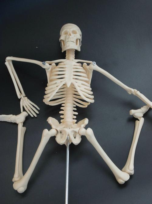 人体骨骼模型45 85cm骨架模型 人体脊柱模型脊椎模型医用骨骼骷髅_双