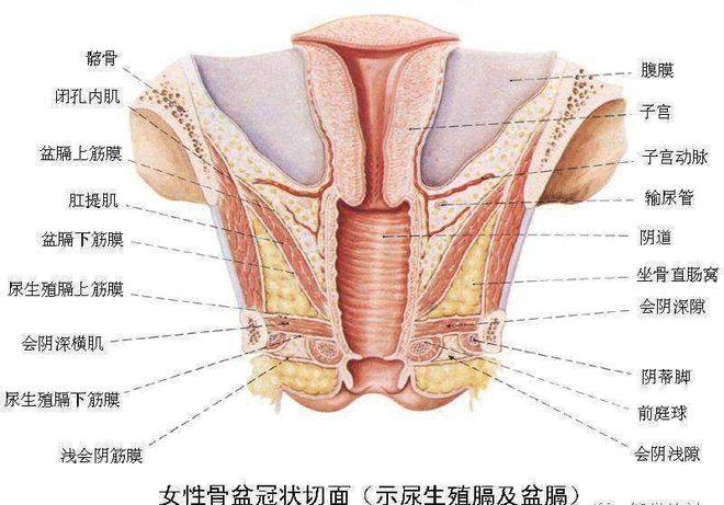 女性生殖系统解剖高频考点